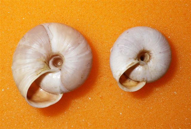 Chilostoma cingulatum (alzonai)